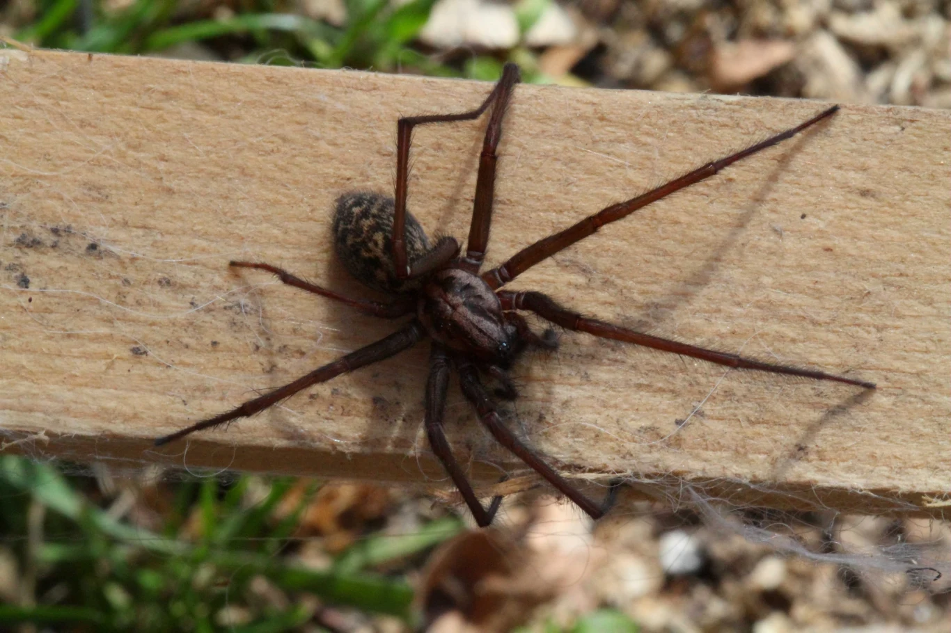 Kątnik domowy na belce. Zdjęcie z Francji