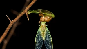 Najgłośniejsze owady na Ziemi. Mogą spędzić nawet 17 lat pod ziemią