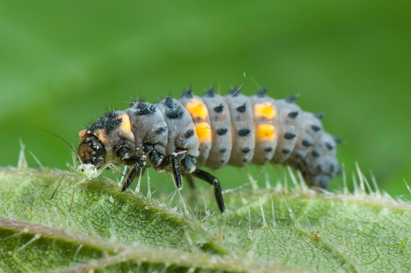 Larwa biedronki siedmiokropki