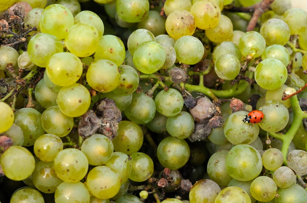 Biedronka na winogronach