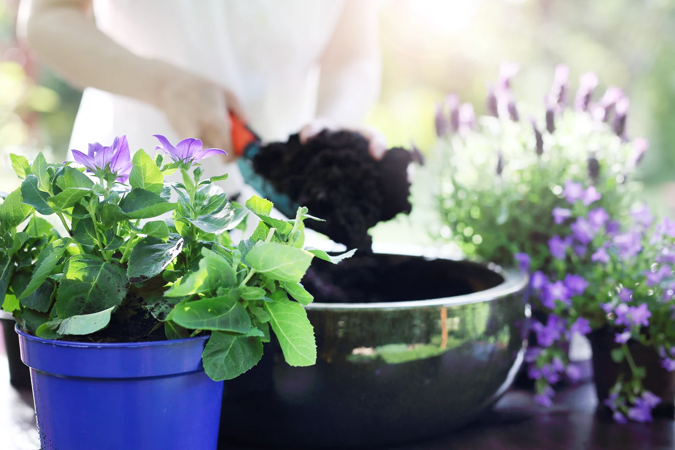 Lawenda ma wiele zastosowań w ogrodzie, ale i w kuchni Lawenda ma wiele zastosowań w ogrodzie, ale i w kuchni