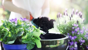 Ta roślina odstrasza komary i kleszcze. Jej uprawa jest prostsza niż myślisz