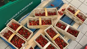 Polskie truskawki nie zawsze pochodzą z krajowych upraw