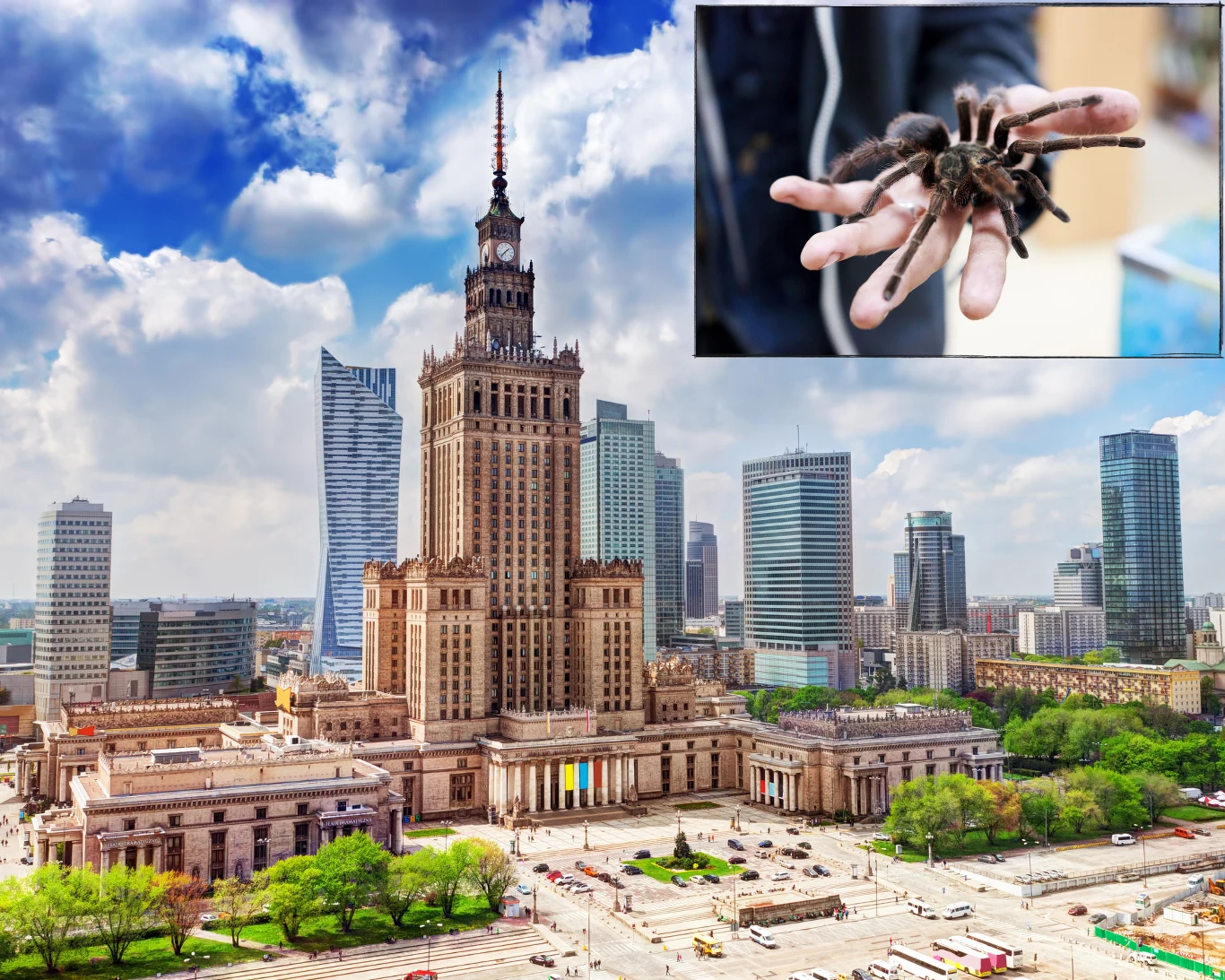 Jadowity pająk grasuje po Warszawie 