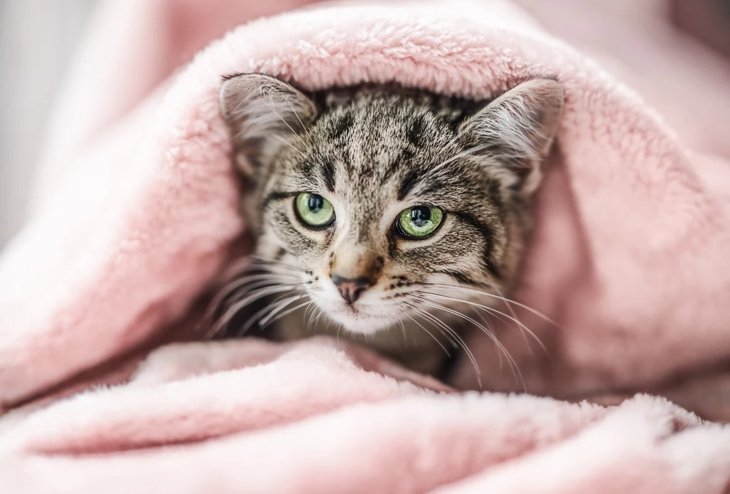 Tajemnicza choroba dziesiątkuje koty domowe w Polsce. Niektórzy mówią wręcz, że to "pomór"