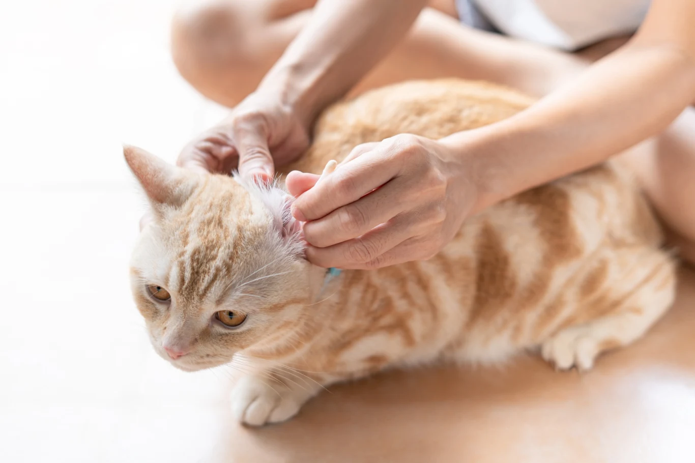 Przyczyny tajemniczej choroby kotów nie są znane. Po sieci krąży zestaw zaleceń, do których należy się stosować, aby ochronić zwierzęta Przyczyny tajemniczej choroby kotów nie są znane. Po sieci krąży zestaw zaleceń, do których należy się stosować, aby ochronić zwierzęta