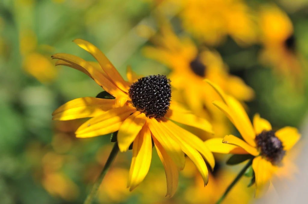 Rudbekia zachwyca pięknymi kwiatami. 