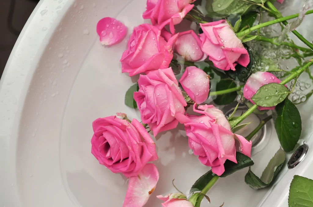 Róże cięte również można ukorzenić przez rozmnażanie z łodygi.