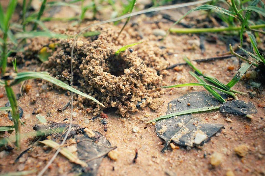 Naukowcy odkryli, że kopce mrówek mogą mieć dodatkową, zaskakującą funkcję - służą także jako punkty nawigacyjne dla owadów