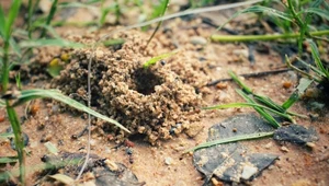 Jak się pozbyć mrówek z ogrodu? To ich naturalni wrogowie