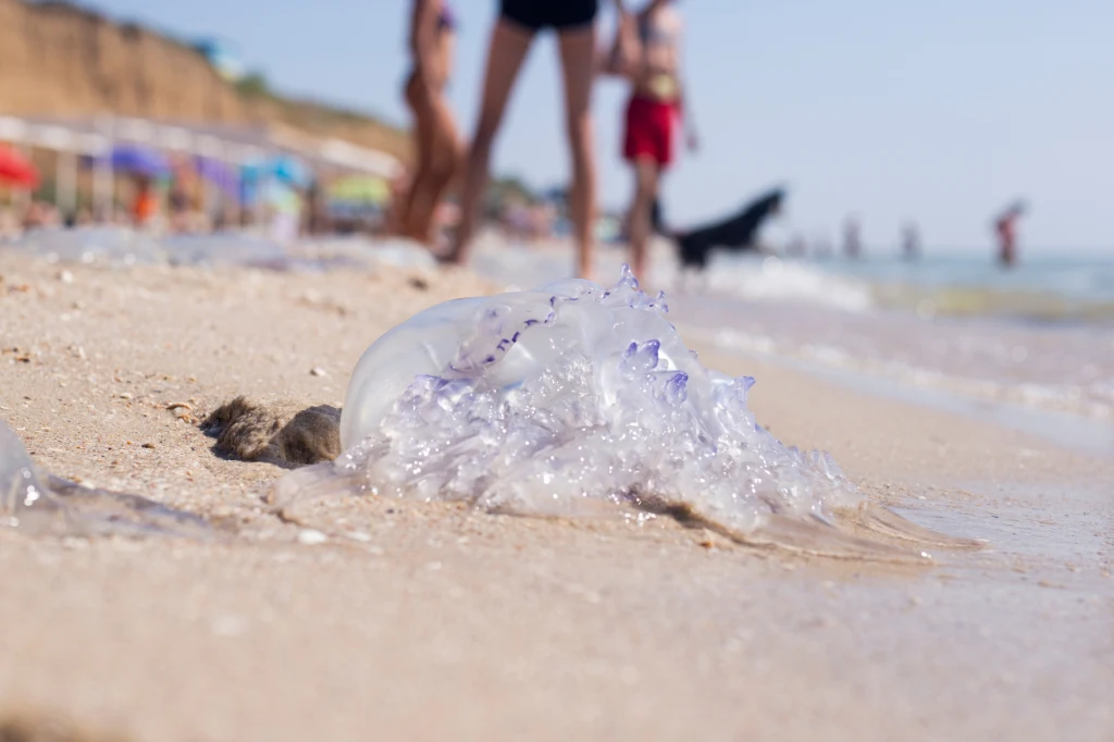 Poparzenia spowodowane przez większość meduz nie są groźne. Niektóre jednak mogą nawet skończyć się śmiercią