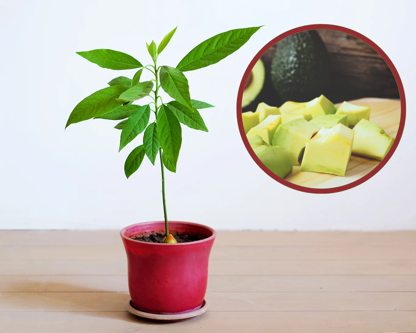 Jak wyhodować awokado z pestki w domu? To prostsze, niż myślisz