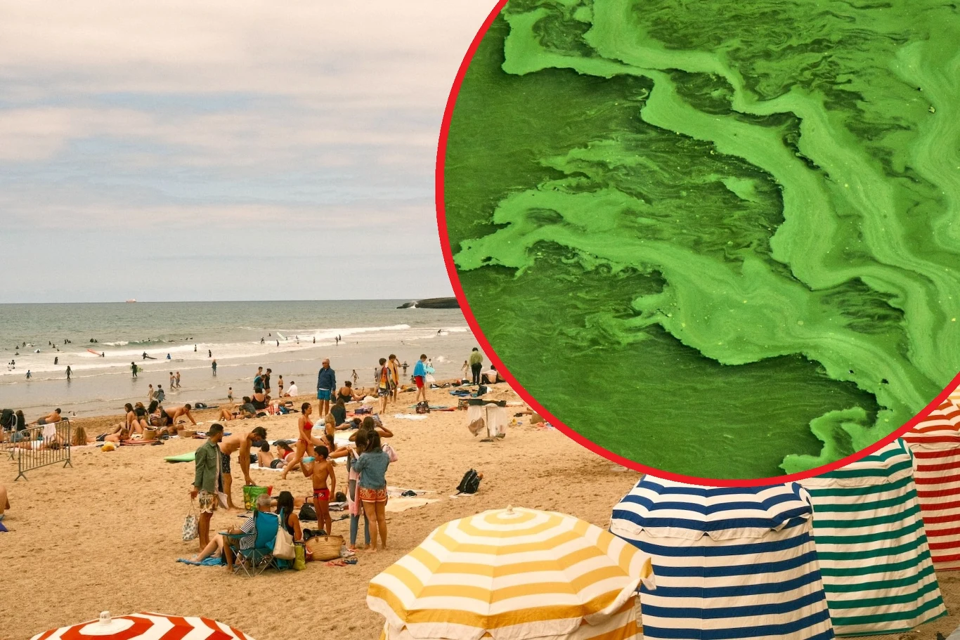 Toksyczne algi ostreopsis mogą się pojawić na wybrzeżu Francji i Hiszpanii, między innymi w Biarritz. Zdjęcia ilustracyjne Toksyczne algi ostreopsis mogą się pojawić na wybrzeżu Francji i Hiszpanii, między innymi w Biarritz. Zdjęcia ilustracyjne