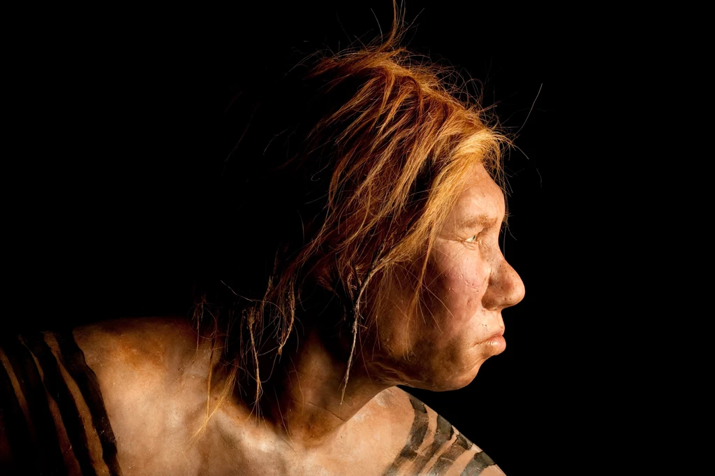 Wygląd neandertalskiej kobiety został zrekonstruowany przez holenderskich artystów Andrie i Alfonsa Kennis