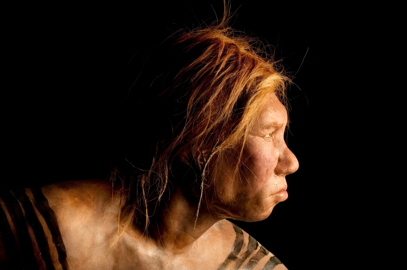 Wygląd neandertalskiej kobiety został zrekonstruowany przez holenderskich artystów Andrie i Alfonsa Kennis Wygląd neandertalskiej kobiety został zrekonstruowany przez holenderskich artystów Andrie i Alfonsa Kennis