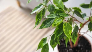 Fikus beniamina to roślina, która przynosi szczęście
