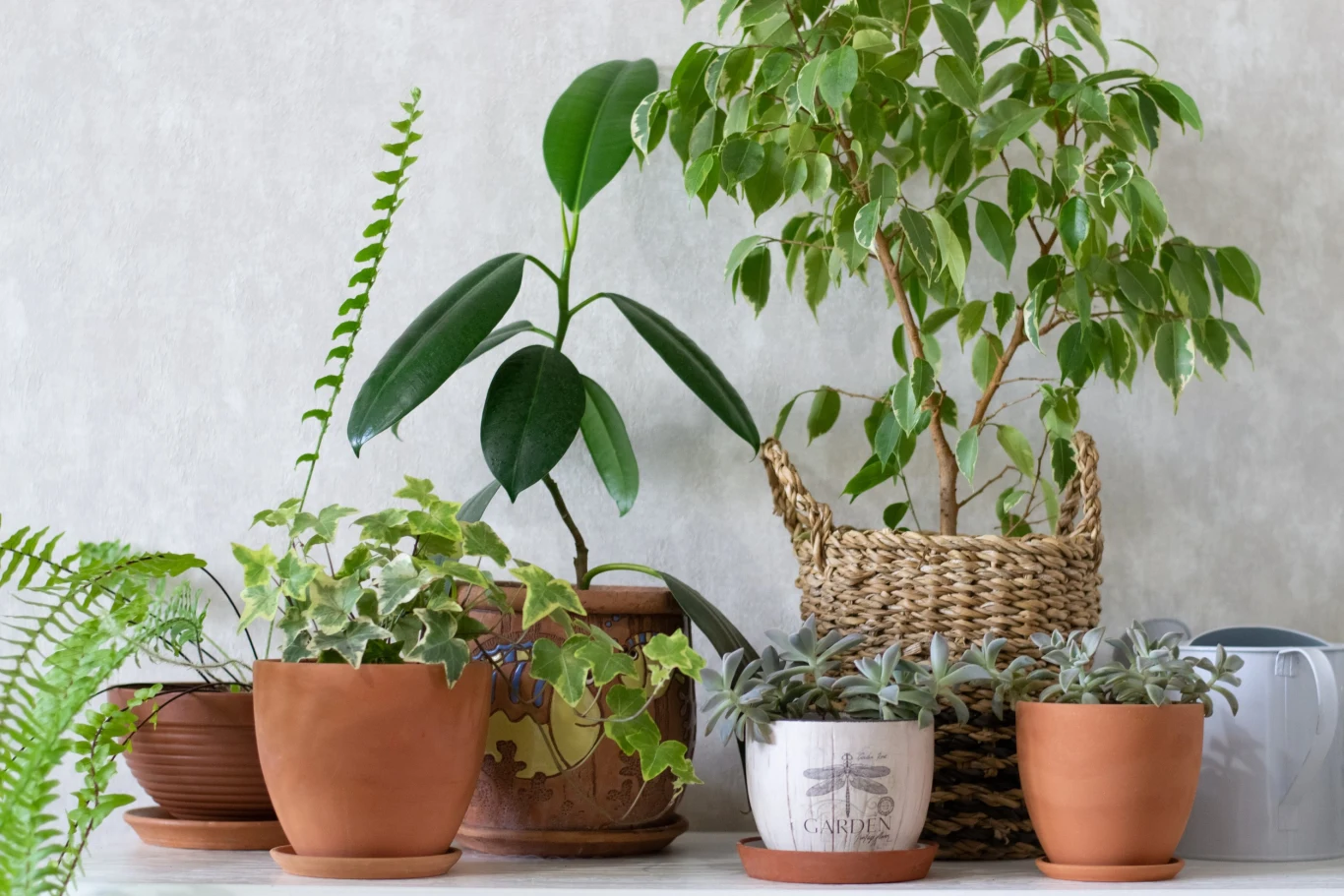 Oddając elektrośmieci, można otrzymać sadzonki roślin doniczkowych lub nasiona roślin kwitnących