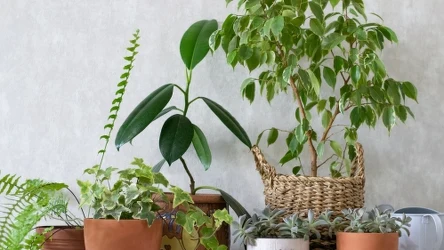 Jakie rośliny doniczkowe skutecznie oczyszczają powietrze?