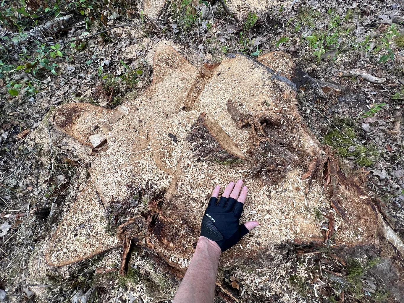 Oprócz sosen wycinane są także stare dęby Oprócz sosen wycinane są także stare dęby