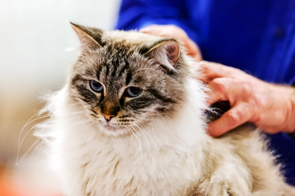 GIW opublikował nowe informacje związane z tajemniczą chorobą, która atakuje koty