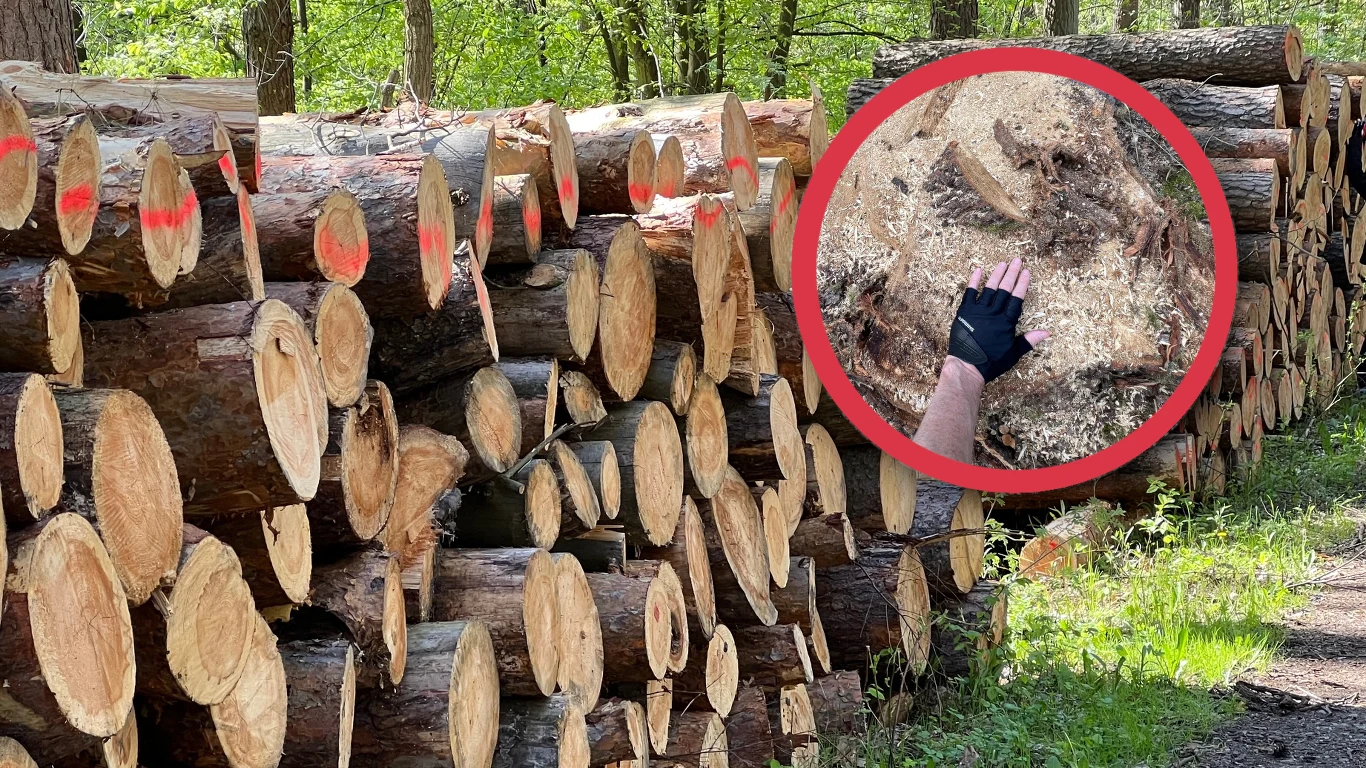 Mieszkańcy gmin sąsiadujących z Chojnowskim Parkiem Krajobrazowym są zaniepokojeni trwającą w tych lasach wycinką Mieszkańcy gmin sąsiadujących z Chojnowskim Parkiem Krajobrazowym są zaniepokojeni trwającą w tych lasach wycinką