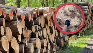 Wycinka lasów pod Warszawą. Mieszkańcy protestują, leśnicy nie widzą problemu