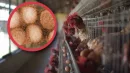 Ptasia grypa dotarła do Australii. Wirus H5N1 zagraża lokalnemu ptactwu, drobiowi i bydłu