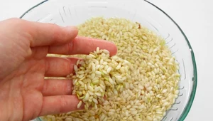 Dlaczego trzeba płukać ryż? Żelazna zasada szefów kuchni