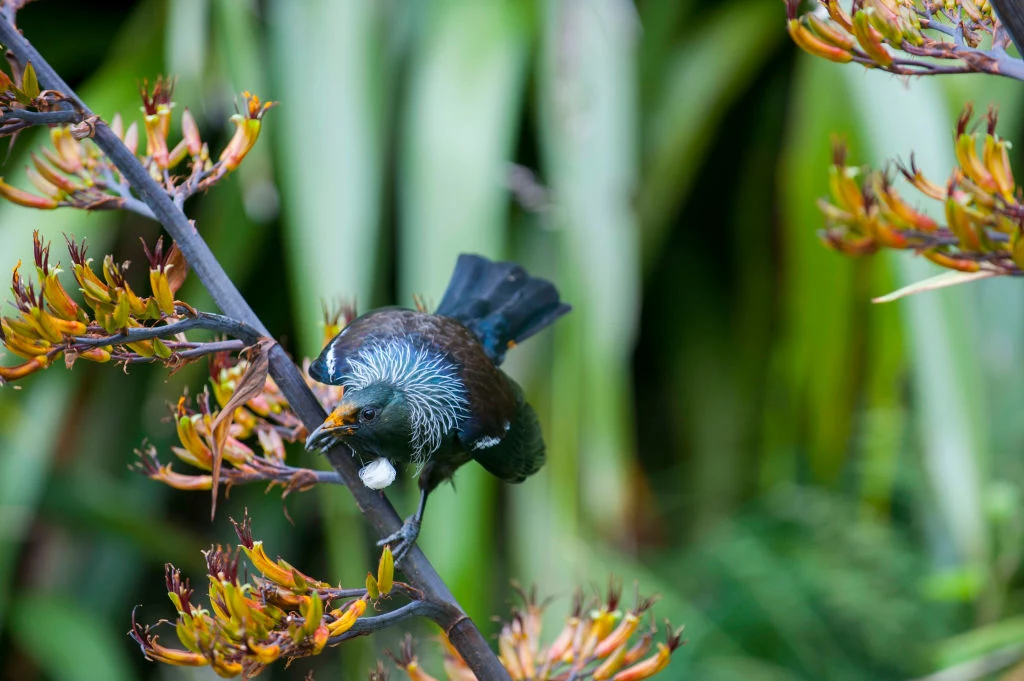 Kędziornik - gautnek ednemiczny Nowej Zelandii