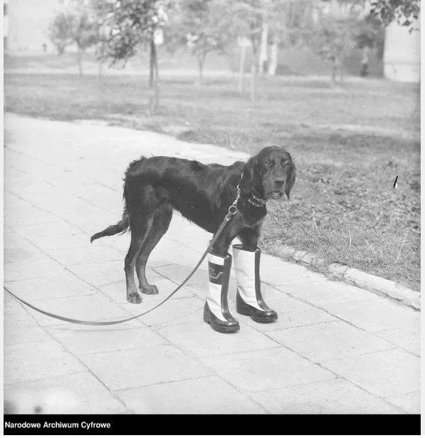 Każdy pamięta buty "Relaksy". Oto pozujący w nich pies "Draka". Każdy pamięta buty "Relaksy". Oto pozujący w nich pies "Draka".