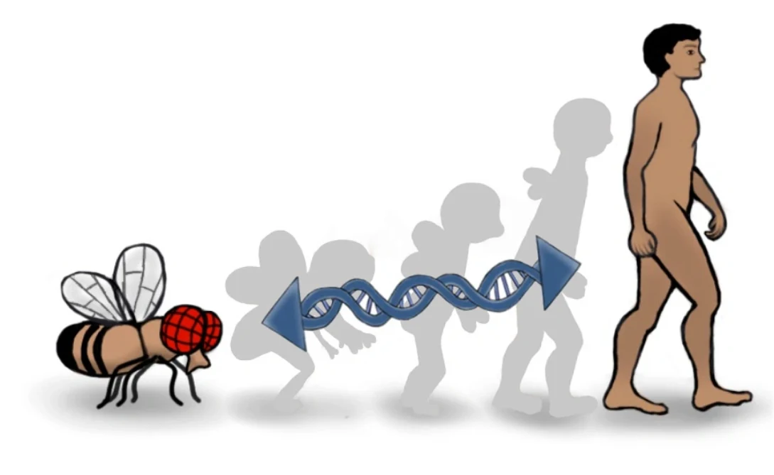 Wiele genów jest wspólnych dla pozornie zupełnie różnych gatunków. Dzięki tym podobieństwom badania na muszkach w dużym stopniu pozwoliły nam zrozumieć mechanizmy powstawania raka, epilepsji, czy choroby Alzheimera