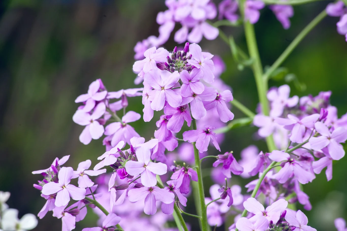 Maciejkę warto posadzić przy tarasie lub w innym miejscu ogrodu, w którym spędzamy czas Maciejkę warto posadzić przy tarasie lub w innym miejscu ogrodu, w którym spędzamy czas