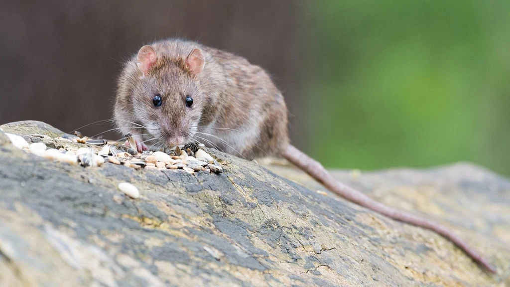Szczury są inteligentne i bardzo niebezpieczne