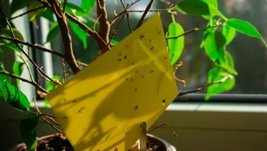 Skąd się biorą muszki atakujące kwiaty doniczkowe?
