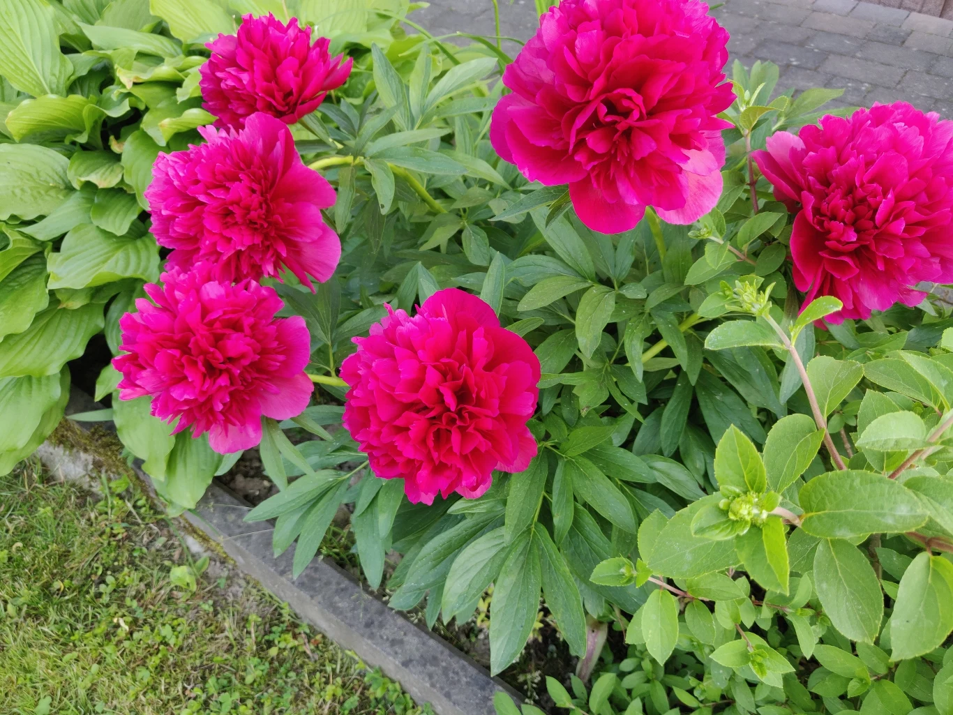 Zadbaj o piwnie, by latami zdobiły ogród Zadbaj o piwnie, by latami zdobiły ogród