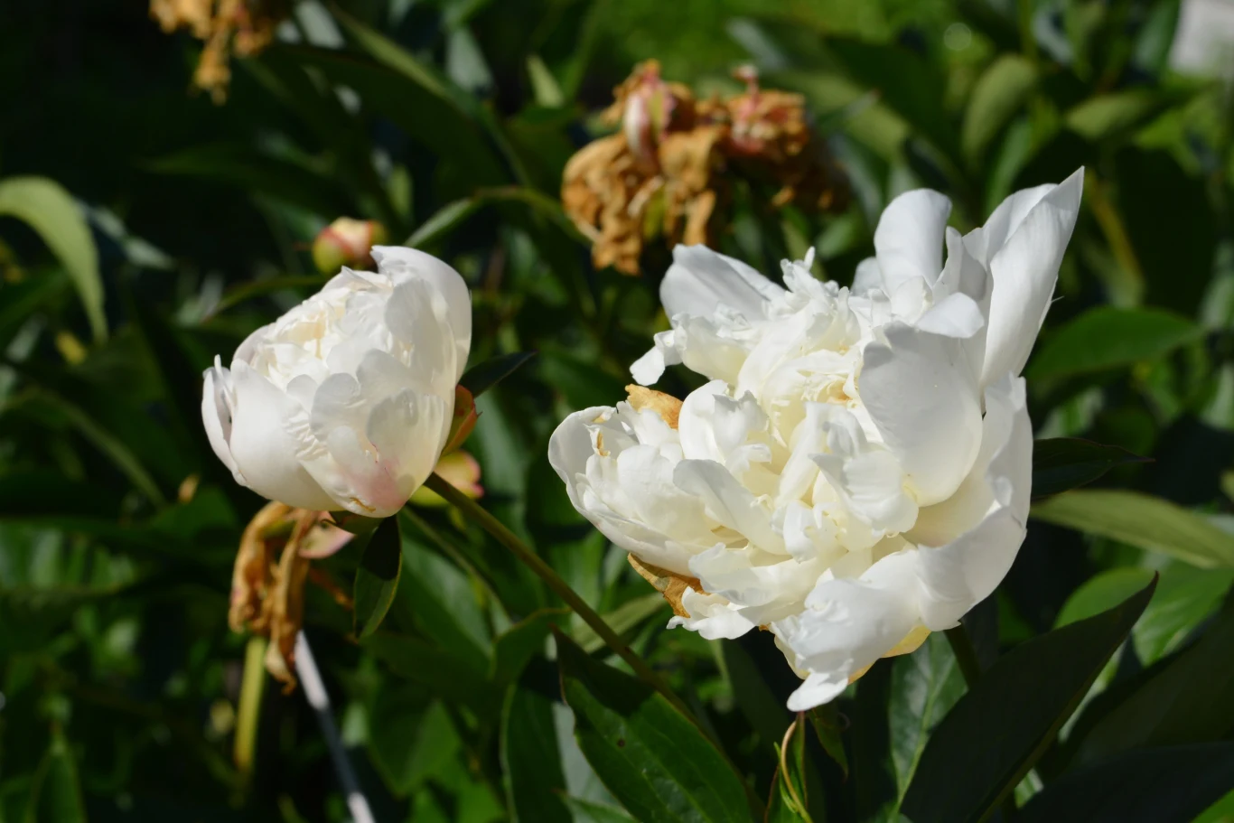 Nie odpuszczaj pielęgnacji piwonii, gdy przekwitną Nie odpuszczaj pielęgnacji piwonii, gdy przekwitną