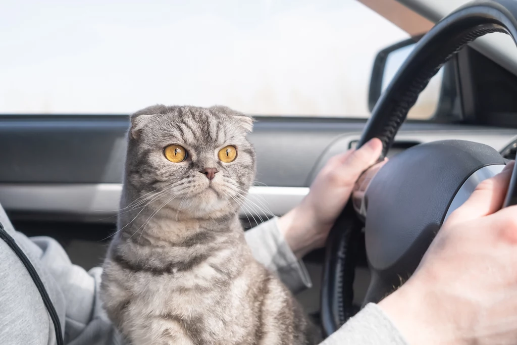 Koty znalezione przez kierowcę TIR-a, stały się jego nieodłącznymi towarzyszami podróży