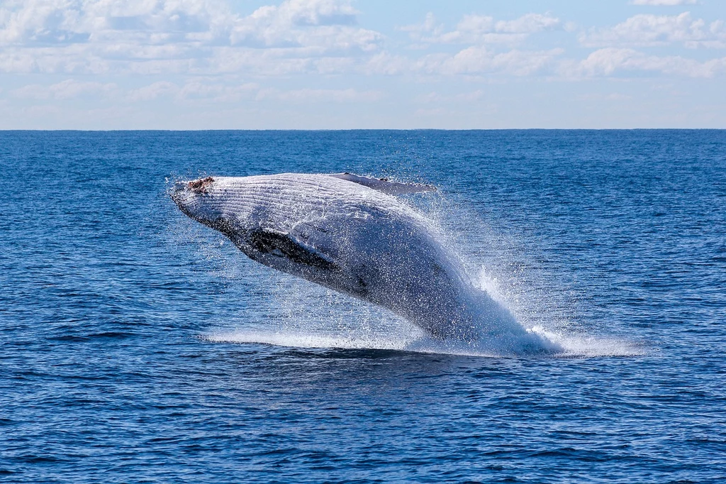 Naukowcy sądzili, że wieloryby przepompowują ogromne ilości CO2. Okazało się jednak, że prawda jest nieco inna