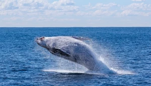 Wieloryby nie uratują klimatu. Przepompowują mniej CO2 niż sądzono