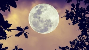 Księżyc Plonów objawi się jeszcze we wrześniu. Jak wykorzystać pełnię?