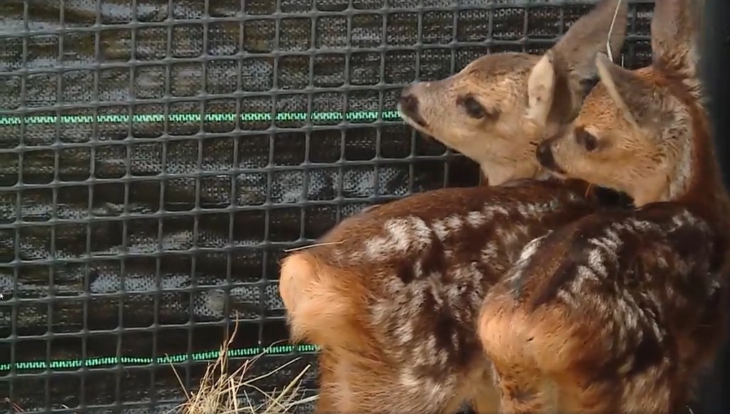 To historia niczym z filmu "Bambi". Z tą jednak różnicą, że wydarzyła się naprawdę i w naszym kraju. Sarnia mama straciła życie, chroniąc swoje dzieci przed wilkiem