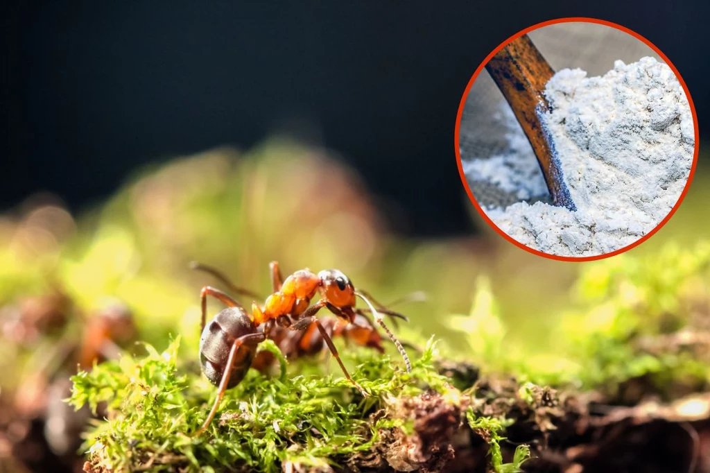Czy ziemia okrzemkowa jest w stanie rozprawić się z mrówkami?