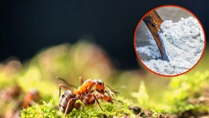 Ziemia okrzemkowa przeciwko kolonii mrówek w ogrodzie. Patent uwalniający od intruzów