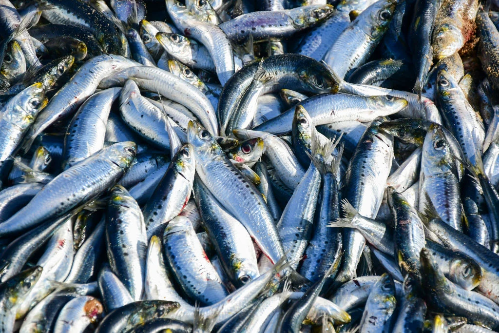 Władze Chile zarządziły uprzątnięcie martwych ryb z plaży Władze Chile zarządziły uprzątnięcie martwych ryb z plaży