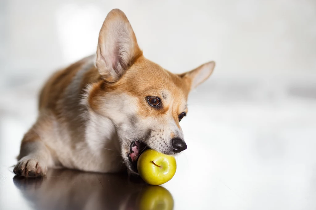 Jabłko to owoc, który może być w diecie psa.