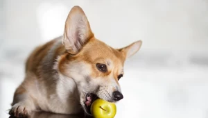 Co może jeść pies? Ludzkie jedzenie dobre dla psiaka