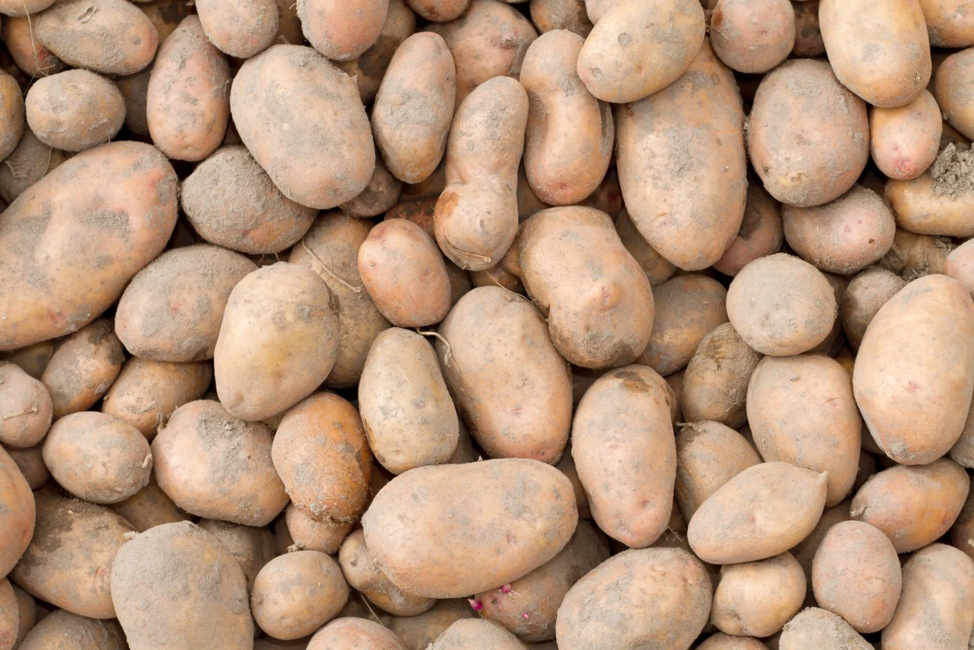 Wiedziałeś, że zwykły ziemniak może przydać się przy rozmnażaniu róż? Wiedziałeś, że zwykły ziemniak może przydać się przy rozmnażaniu róż?