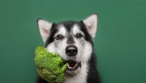 Jakie warzywa może jeść pies, a które mu zaszkodzą?