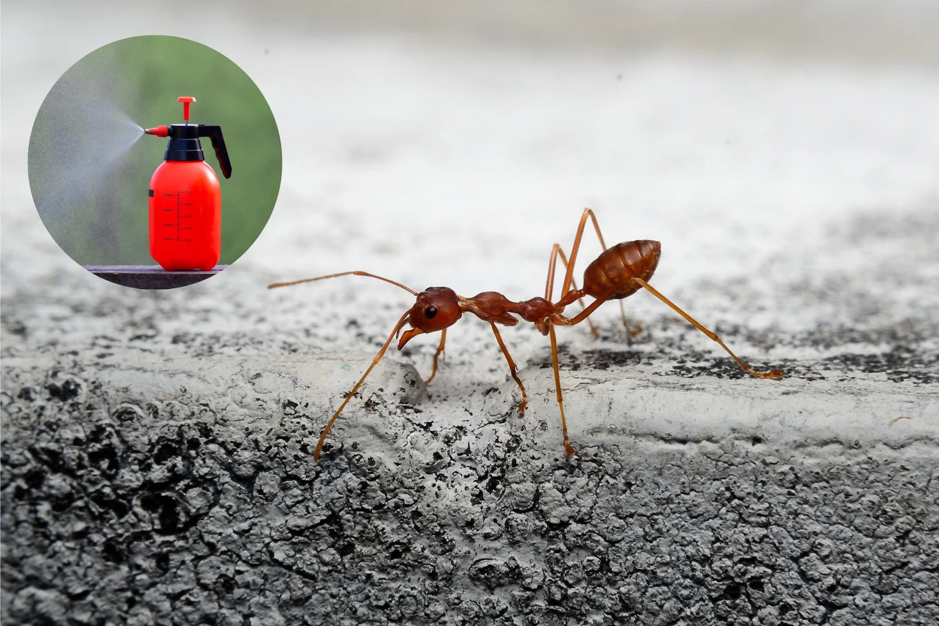 Jak pozbyć się mrówek z ogrodu? Pomoże domowy spray na bazie goździków