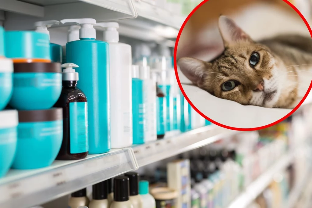 Ptasia grypa u kotów. Ludzie masowo wykupują jeden produkt. Eksperci alarmują